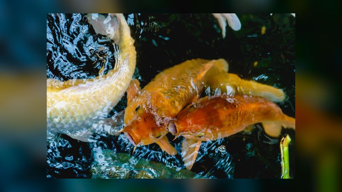 How do I treat fin rot in freshwater fish without medication — figure 6