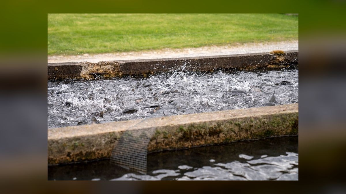 How do I treat fin rot in freshwater fish without medication — figure 7
