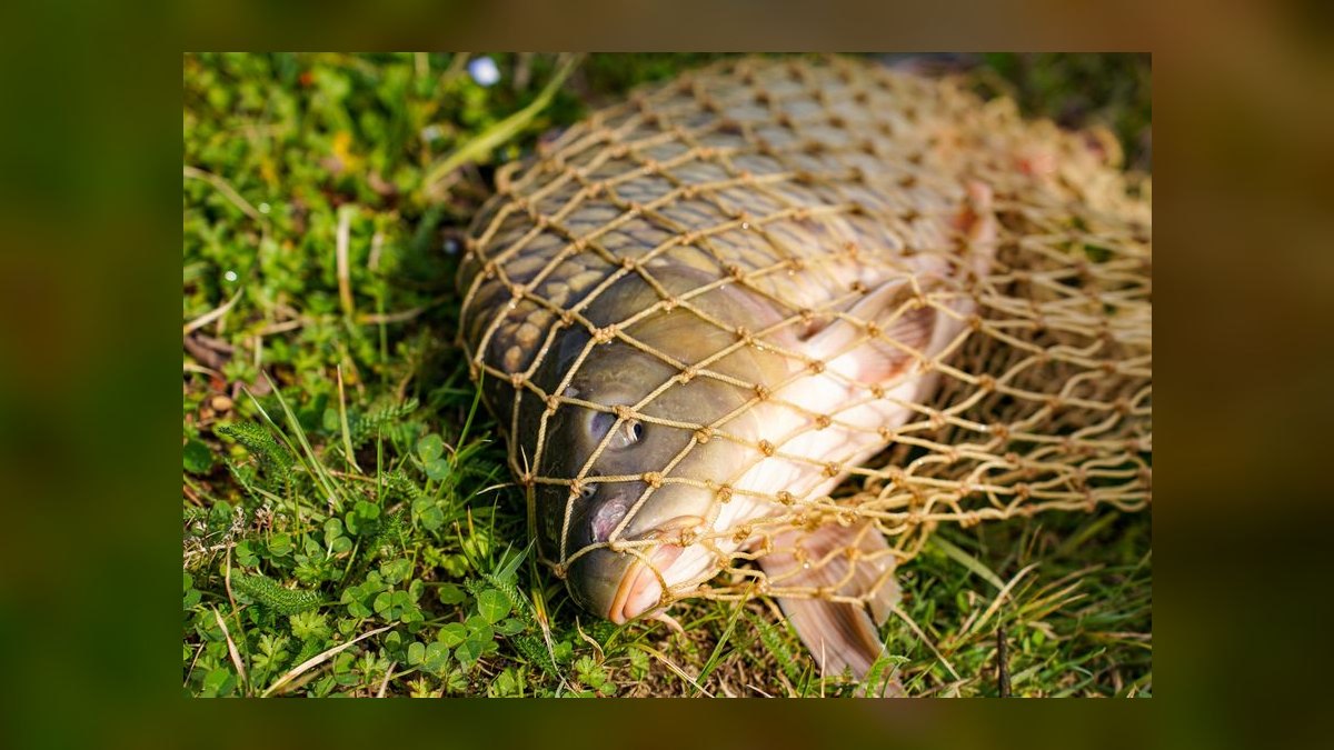 How do I treat fin rot in freshwater fish without medication — figure 8