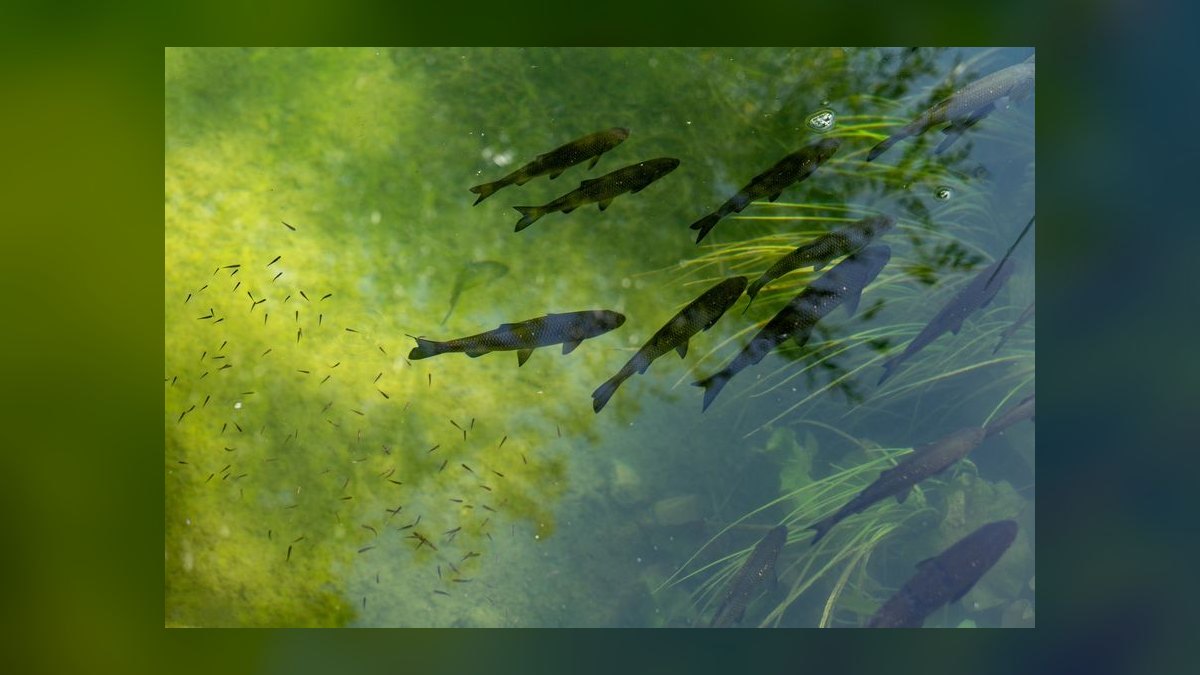 How do I treat fin rot in freshwater fish without medication — figure 9