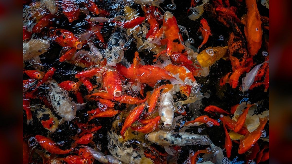 How do I treat fin rot in freshwater fish without medication?