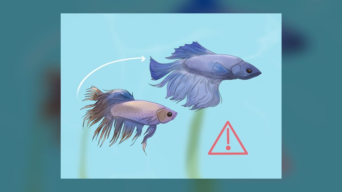 How do I treat fin rot in freshwater fish without medication?