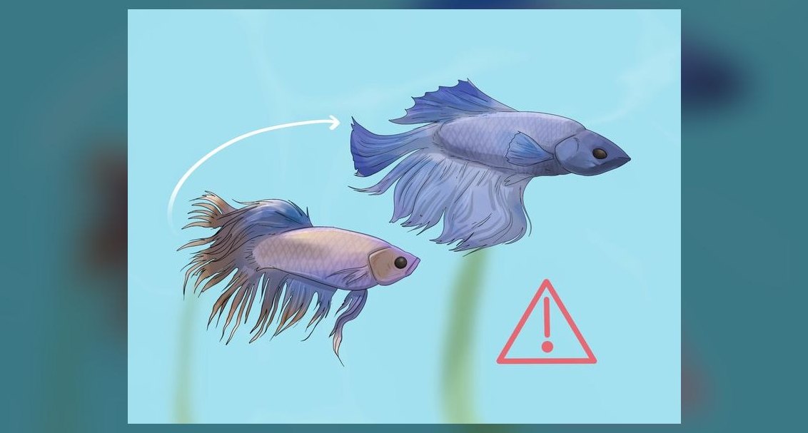 How do I treat fin rot in freshwater fish without medication?