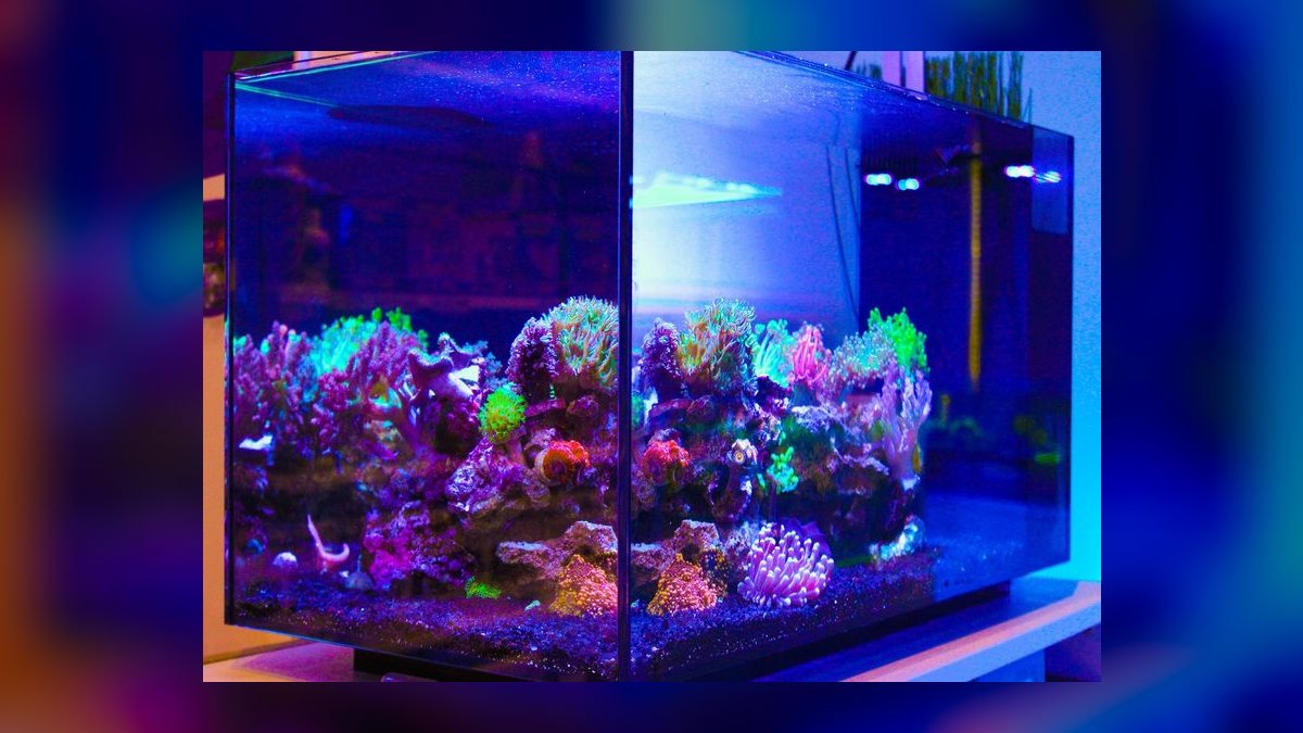 Top 10 Nano Reef Tanks for Beginners in 2027 — figure 1