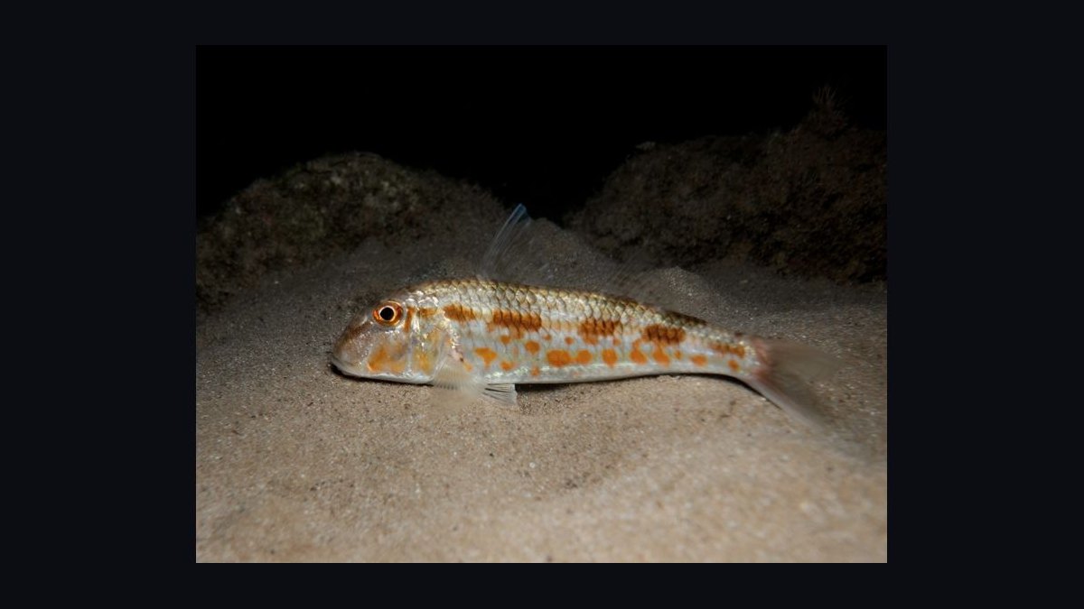 Top 10 Easy Saltwater Fish for New Marine Hobbyists in 2027 — figure 10