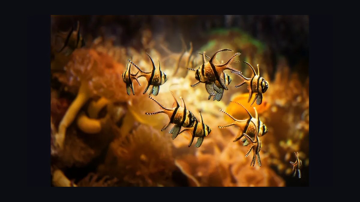 Top 10 Easy Saltwater Fish for New Marine Hobbyists in 2027 — figure 2