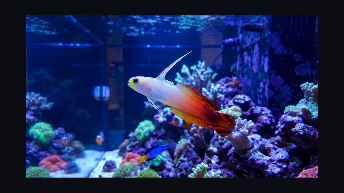 Top 10 Easy Saltwater Fish for New Marine Hobbyists in 2027 — figure 3