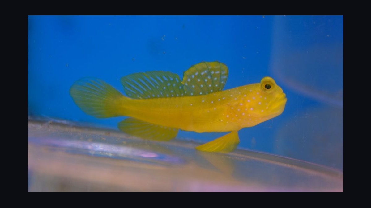 Top 10 Easy Saltwater Fish for New Marine Hobbyists in 2027 — figure 4