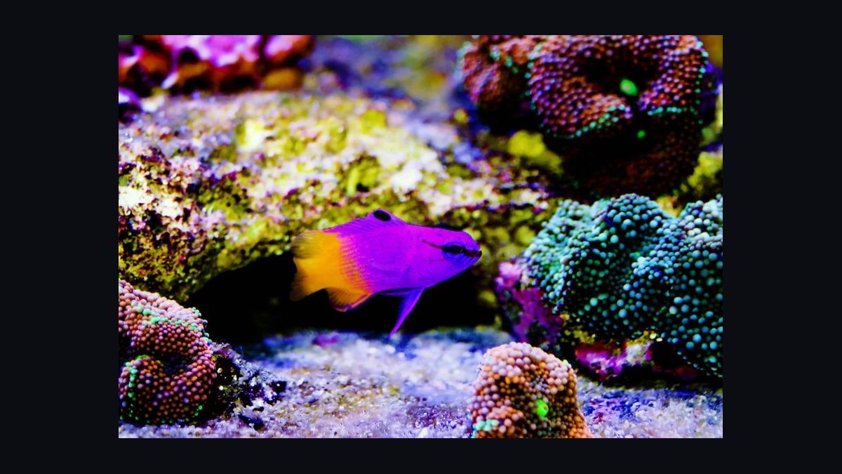 Top 10 Easy Saltwater Fish for New Marine Hobbyists in 2027 — figure 5