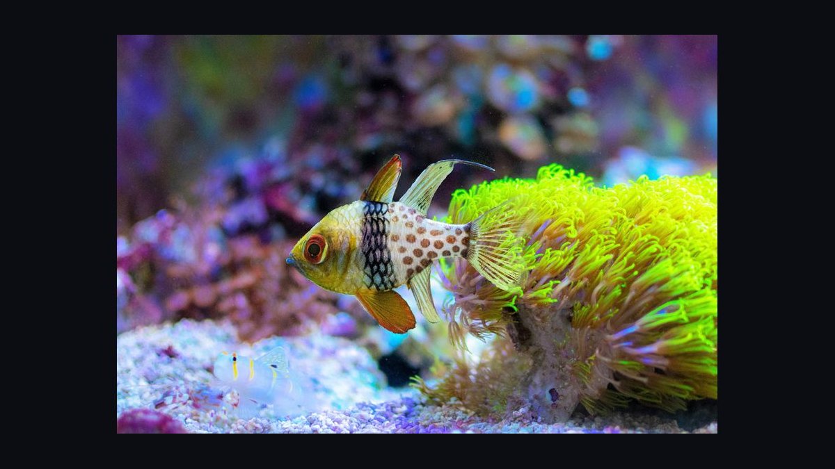 Top 10 Easy Saltwater Fish for New Marine Hobbyists in 2027 — figure 6