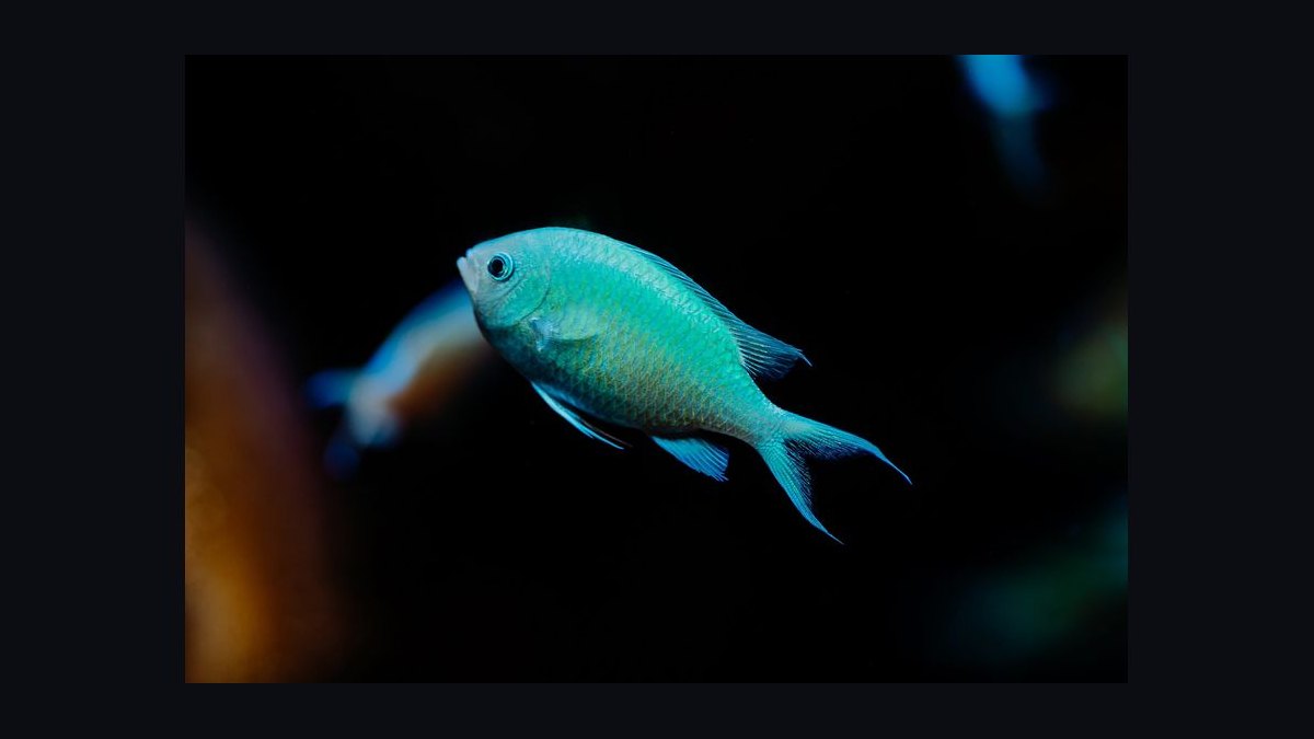 Top 10 Easy Saltwater Fish for New Marine Hobbyists in 2027 — figure 7