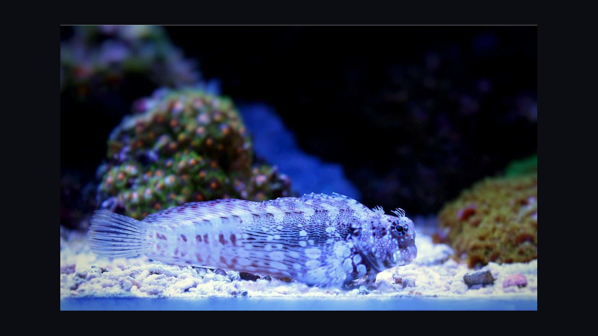 Top 10 Easy Saltwater Fish for New Marine Hobbyists in 2027 — figure 8