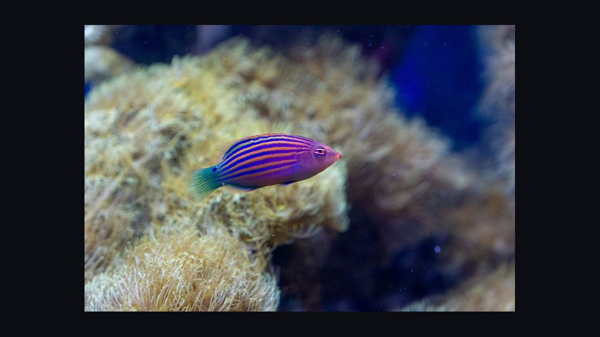 Top 10 Easy Saltwater Fish for New Marine Hobbyists in 2027 — figure 9