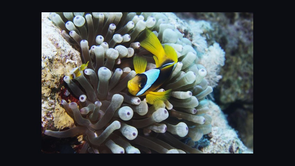Top 10 Easy Saltwater Fish for New Marine Hobbyists in 2027