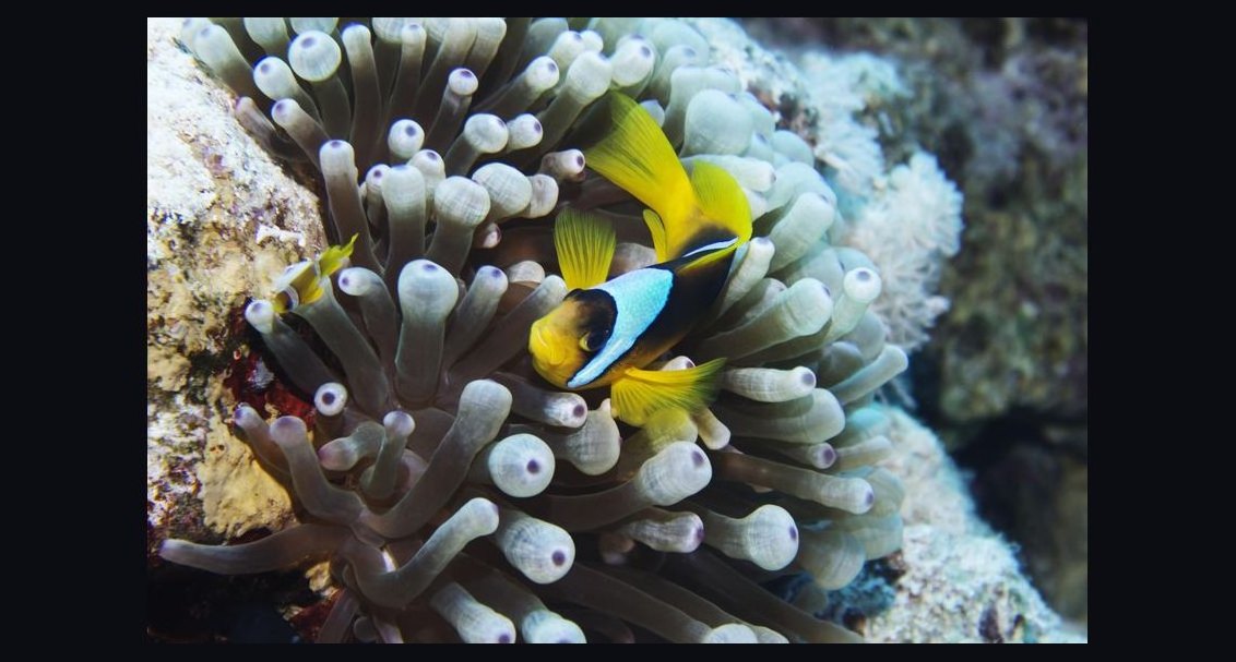 Top 10 Easy Saltwater Fish for New Marine Hobbyists in 2027