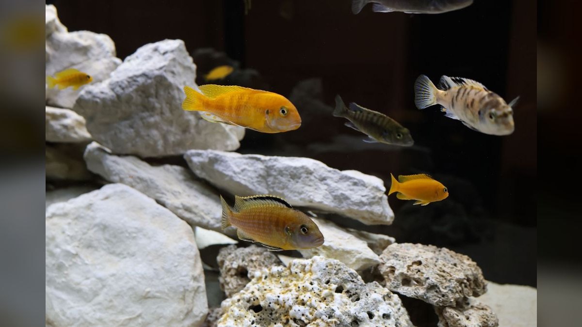 Top 10 Aquarium Substrates for Cichlid Tanks — figure 1
