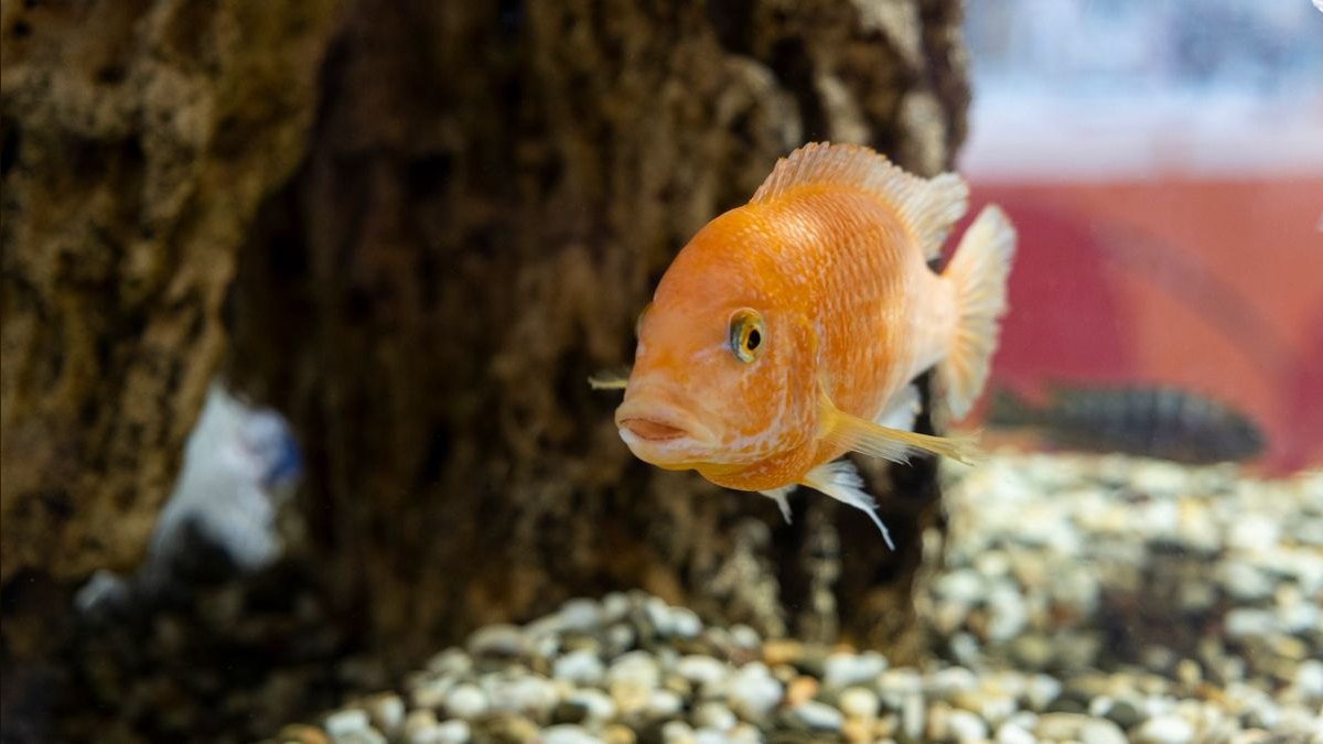 Top 10 Aquarium Substrates for Cichlid Tanks — figure 3