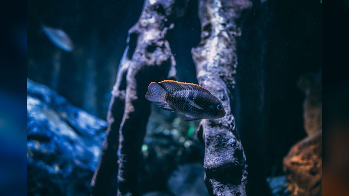 Top 10 Aquarium Substrates for Cichlid Tanks — figure 4