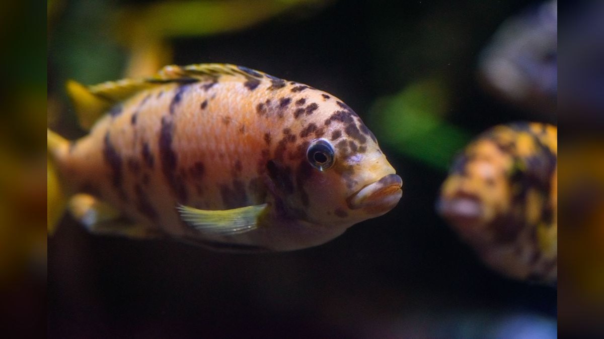 Top 10 Aquarium Substrates for Cichlid Tanks — figure 6