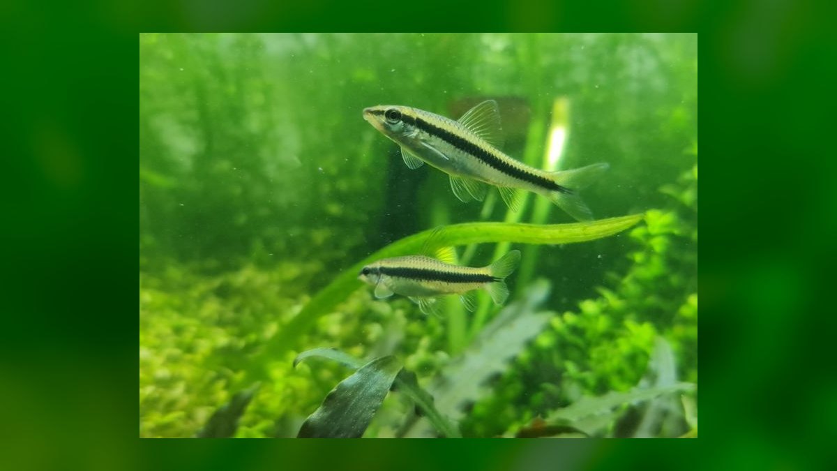Top 10 Algae-Eating Fish for Planted Tanks in 2027 — figure 1