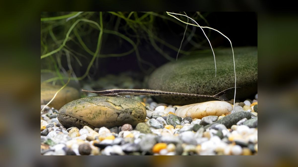 Top 10 Algae-Eating Fish for Planted Tanks in 2027 — figure 10