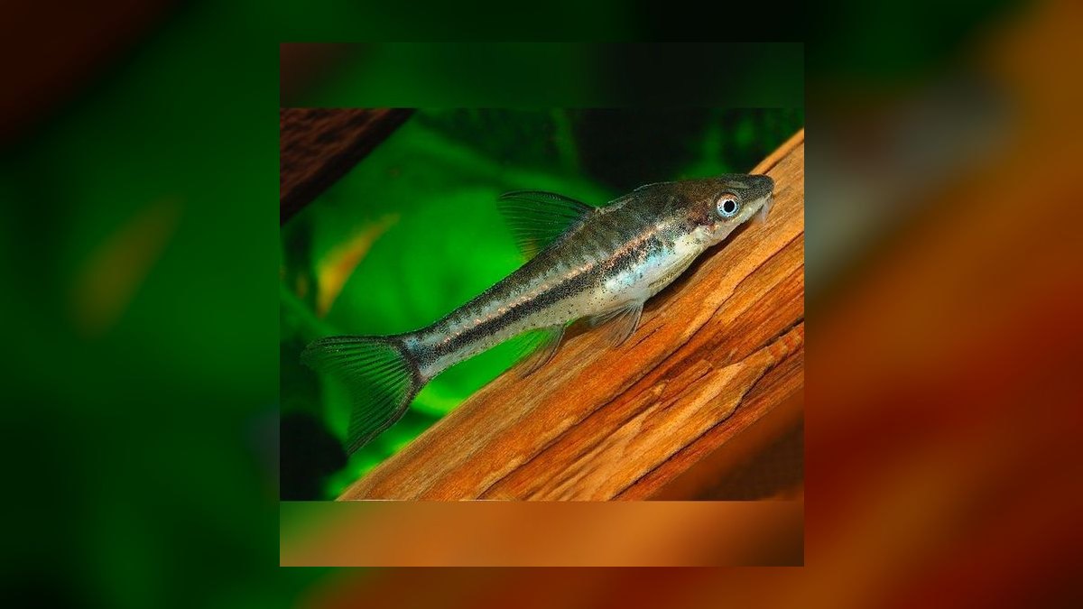 Top 10 Algae-Eating Fish for Planted Tanks in 2027 — figure 2