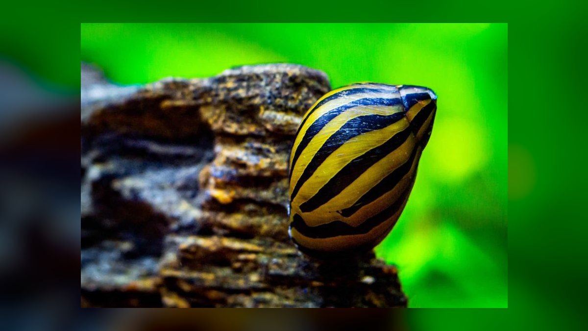 Top 10 Algae-Eating Fish for Planted Tanks in 2027 — figure 3