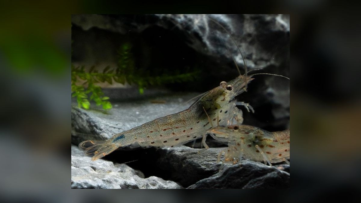 Top 10 Algae-Eating Fish for Planted Tanks in 2027 — figure 4