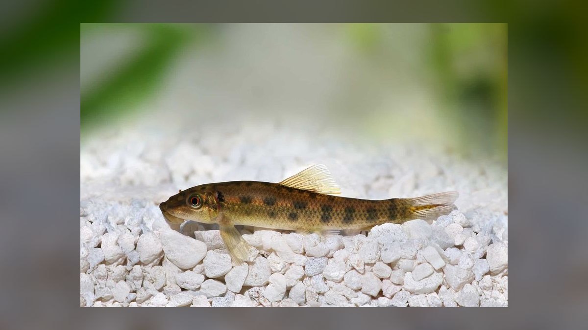 Top 10 Algae-Eating Fish for Planted Tanks in 2027 — figure 6