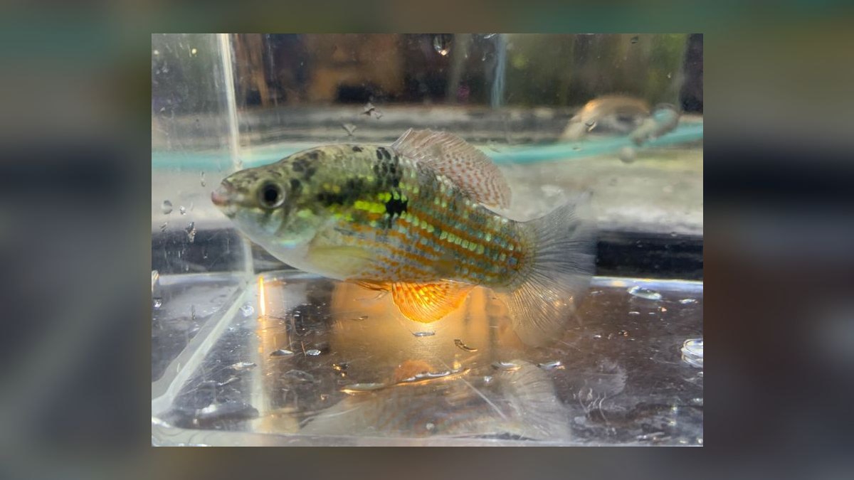 Top 10 Algae-Eating Fish for Planted Tanks in 2027 — figure 7
