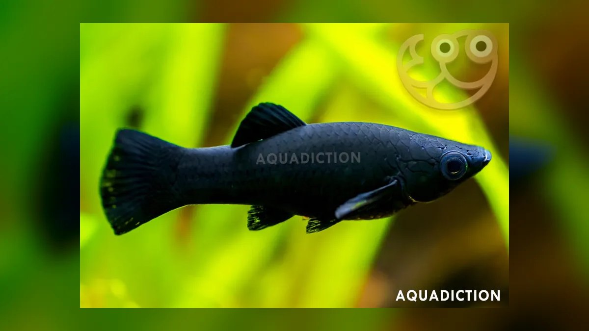 Top 10 Algae-Eating Fish for Planted Tanks in 2027 — figure 8