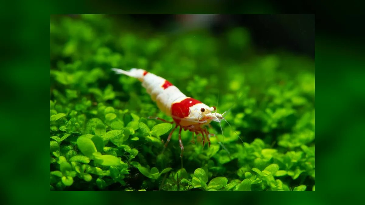 Top 10 Algae-Eating Fish for Planted Tanks in 2027 — figure 9