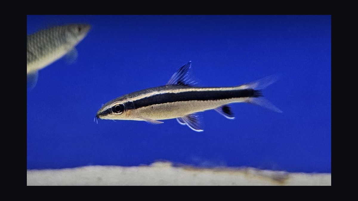 Top 10 Algae-Eating Fish for Planted Tanks in 2027