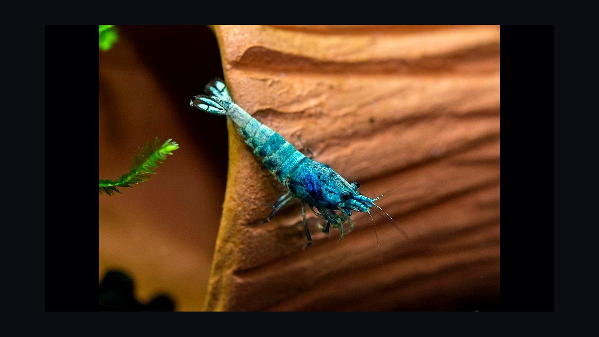 Top 10 Freshwater Shrimp Species for Beginners in 2027 — figure 10