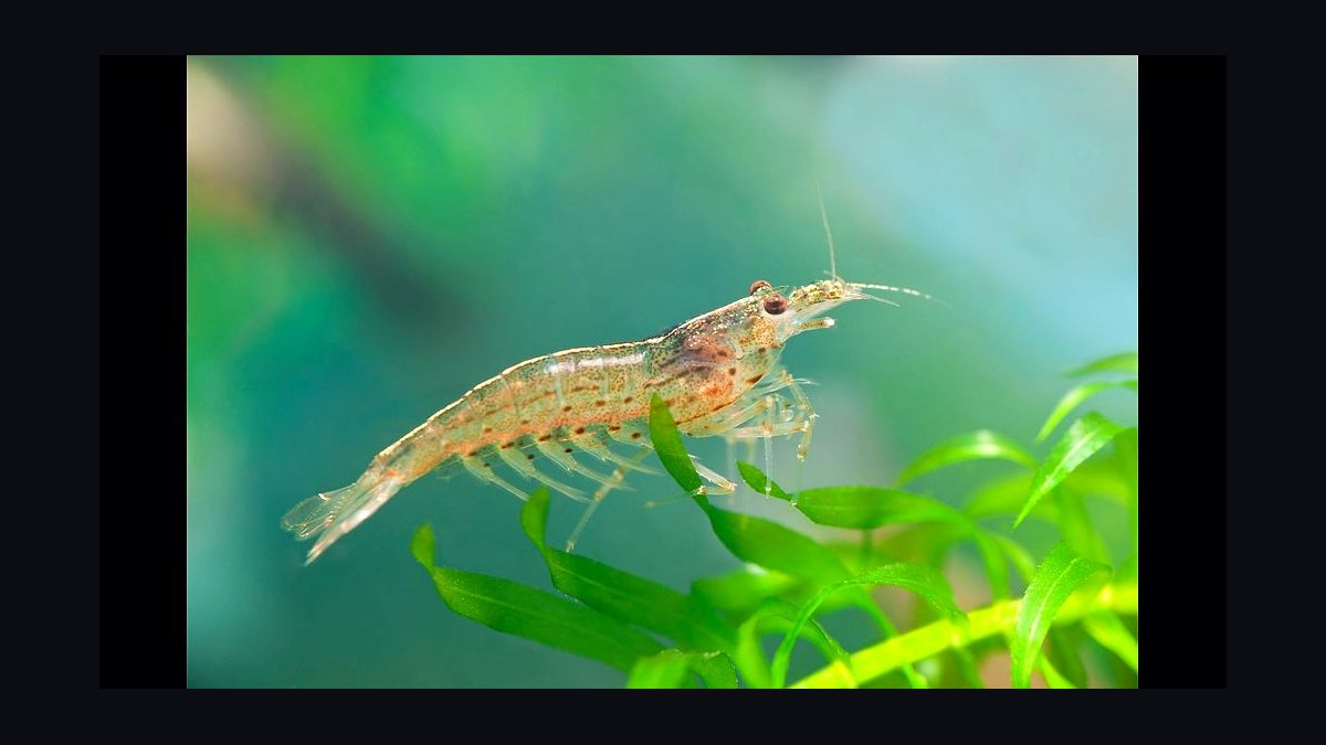 Top 10 Freshwater Shrimp Species for Beginners in 2027 — figure 2