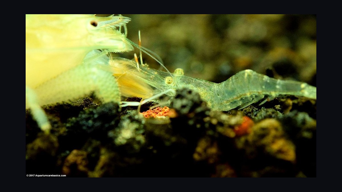 Top 10 Freshwater Shrimp Species for Beginners in 2027 — figure 3