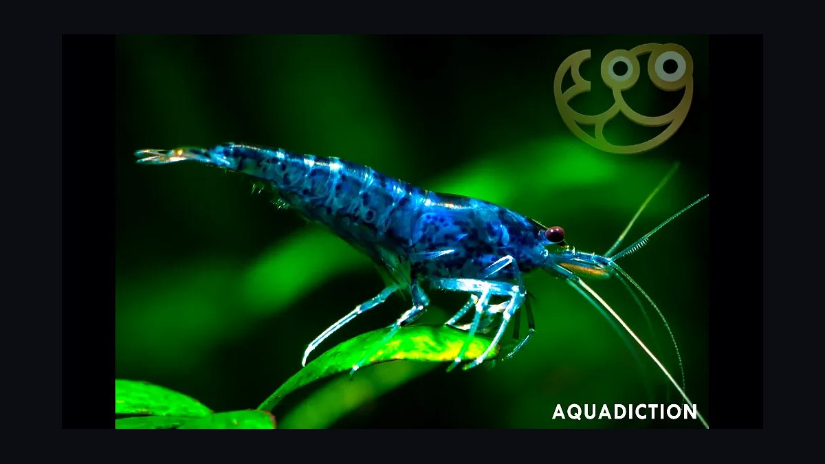 Top 10 Freshwater Shrimp Species for Beginners in 2027 — figure 4