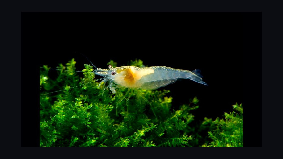 Top 10 Freshwater Shrimp Species for Beginners in 2027 — figure 6