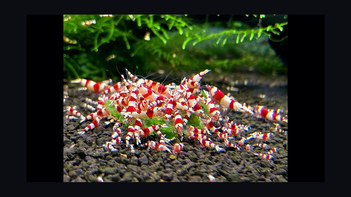 Top 10 Freshwater Shrimp Species for Beginners in 2027 — figure 7