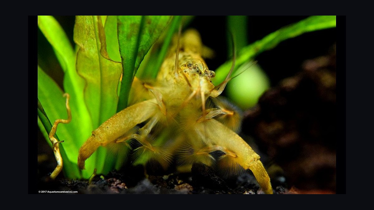Top 10 Freshwater Shrimp Species for Beginners in 2027 — figure 8