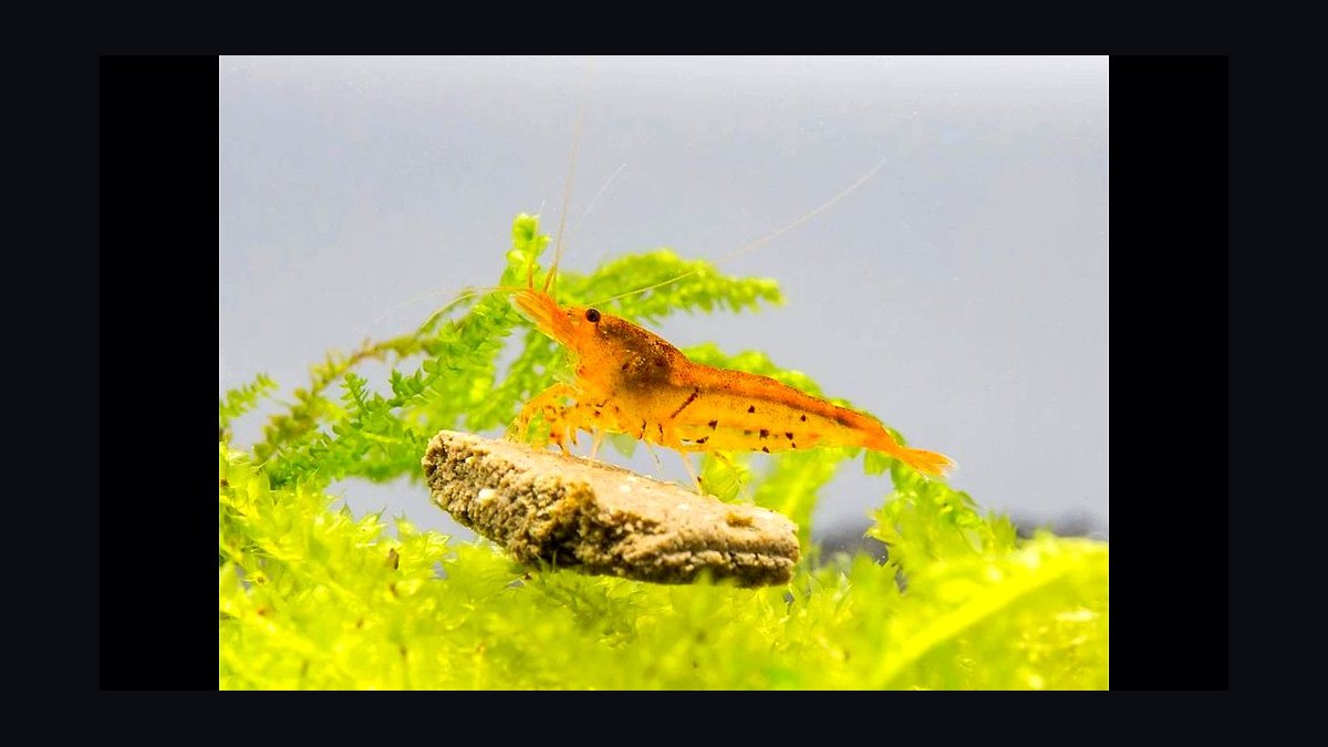 Top 10 Freshwater Shrimp Species for Beginners in 2027 — figure 9