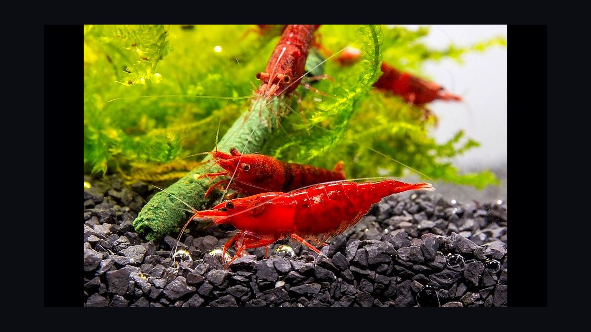 Top 10 Freshwater Shrimp Species for Beginners in 2027