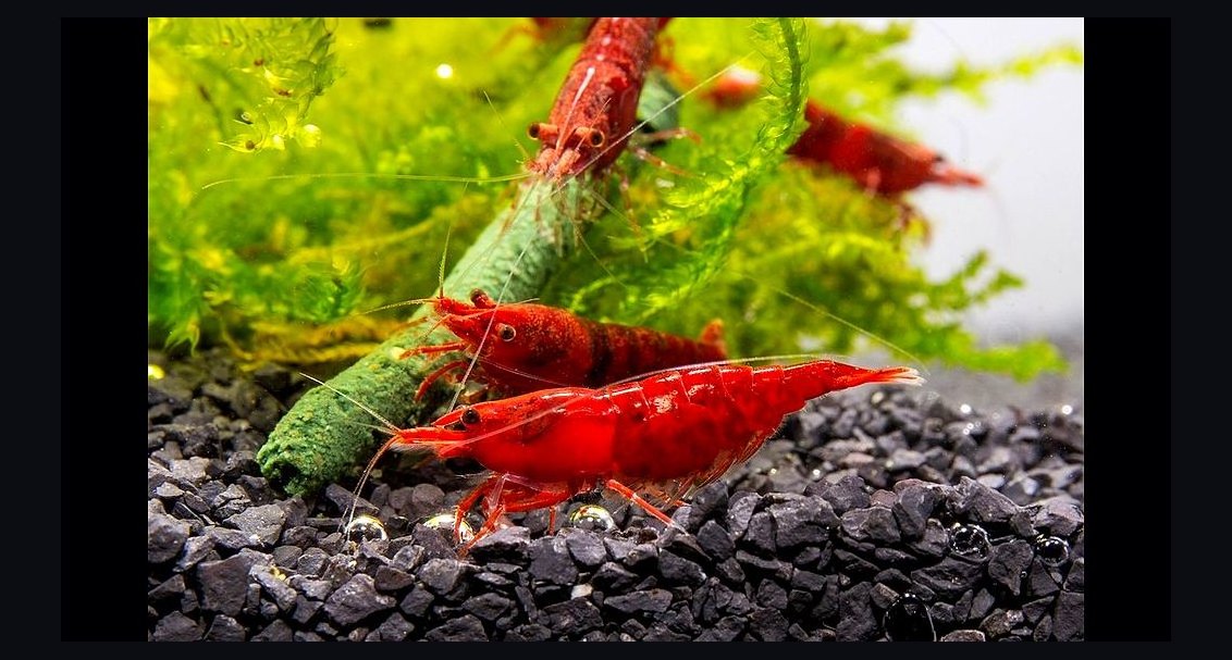 Top 10 Freshwater Shrimp Species for Beginners in 2027