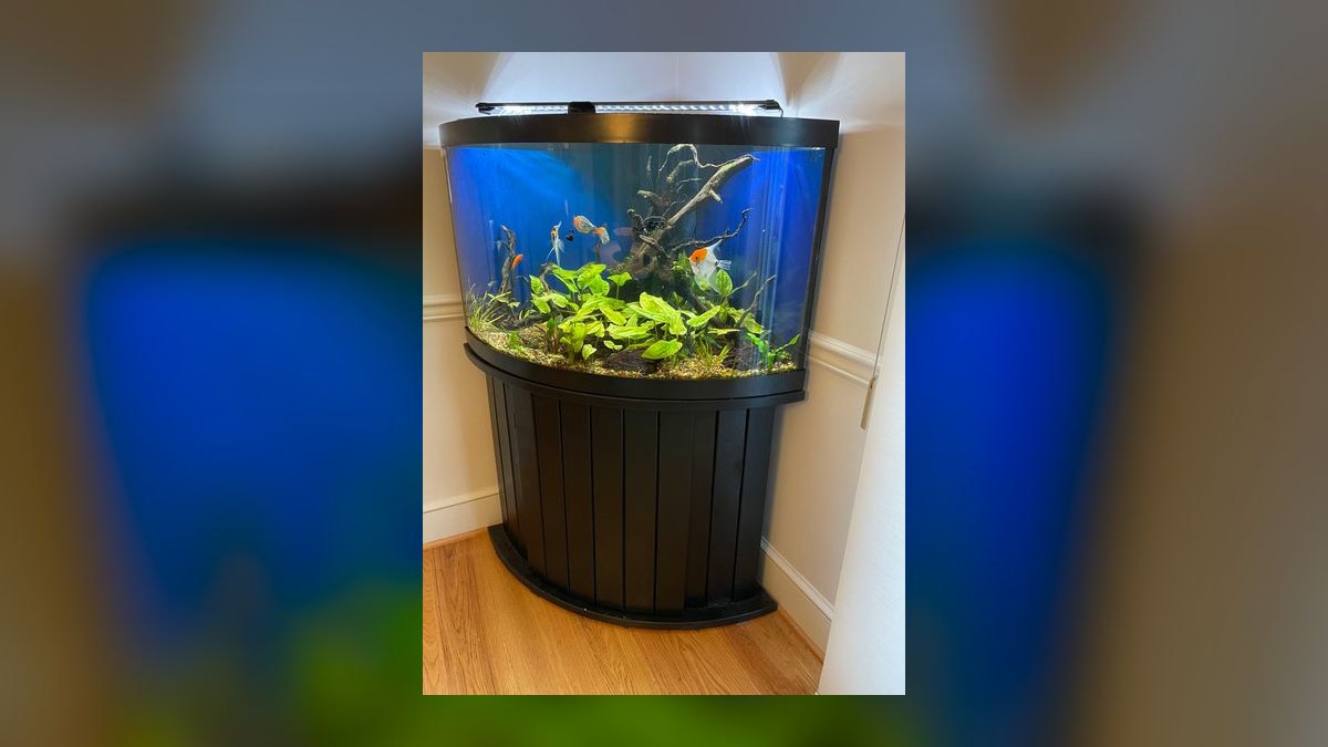 Top 10 Aquarium Stands for 55-Gallon Tanks in 2027 — figure 4