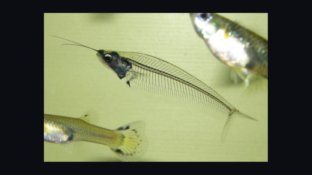Top 10 Bottom-Dwelling Fish for Sand Substrates in 2027 — figure 10