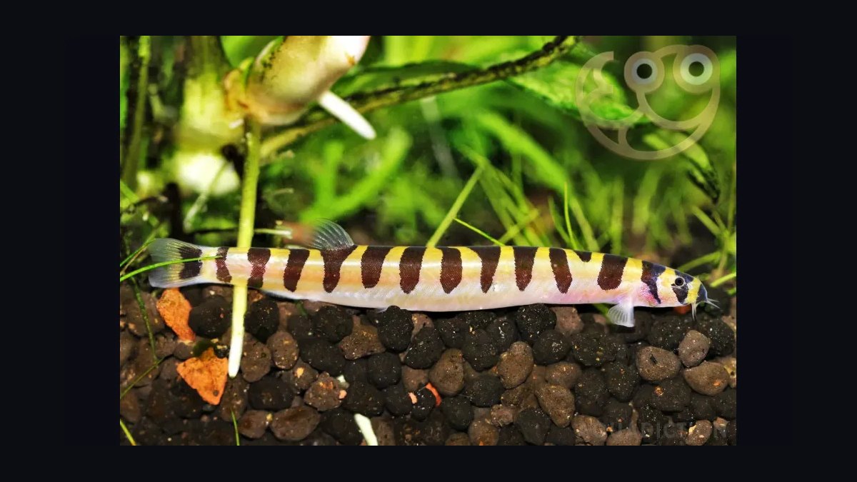 Top 10 Bottom-Dwelling Fish for Sand Substrates in 2027 — figure 2