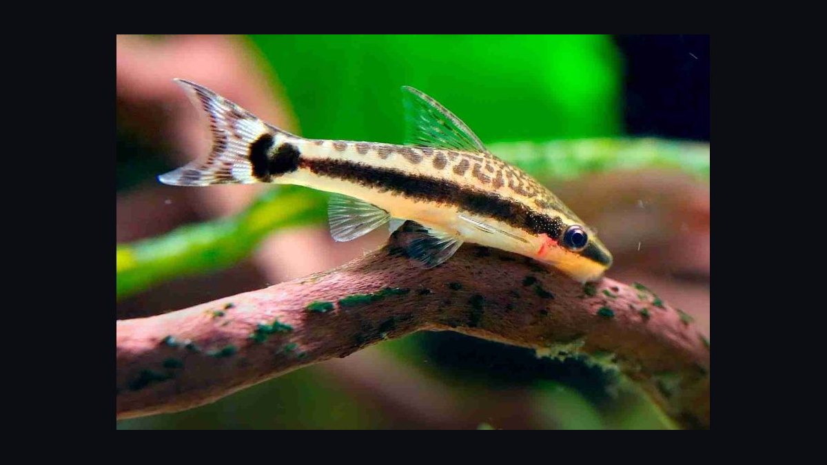 Top 10 Bottom-Dwelling Fish for Sand Substrates in 2027 — figure 3