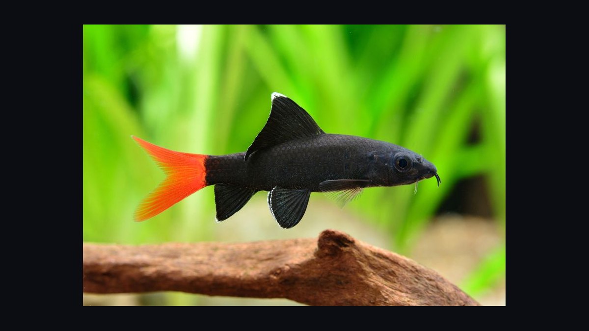 Top 10 Bottom-Dwelling Fish for Sand Substrates in 2027 — figure 4
