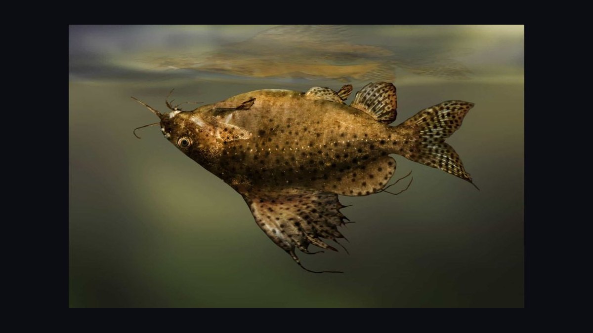 Top 10 Bottom-Dwelling Fish for Sand Substrates in 2027 — figure 5