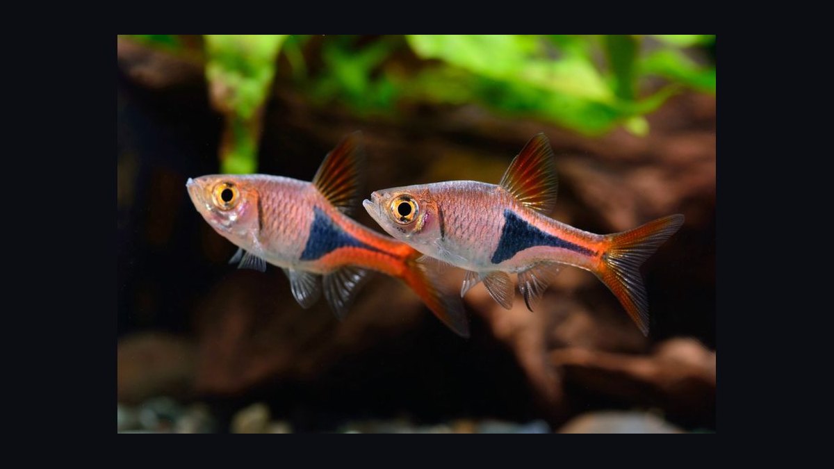 Top 10 Bottom-Dwelling Fish for Sand Substrates in 2027 — figure 7